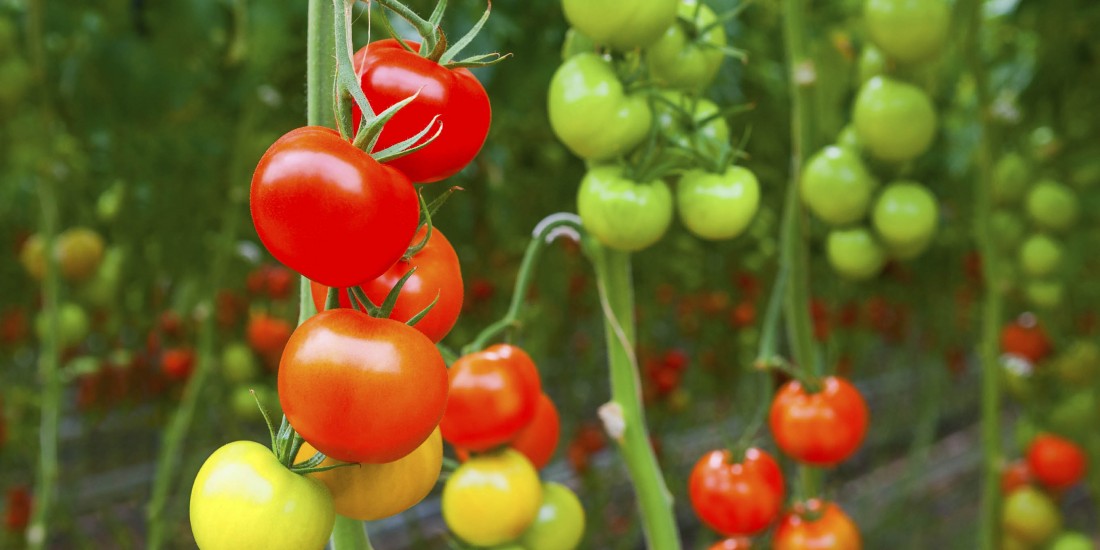 Vegetable Varieties - Eckerts Greenhouse - tomatoes